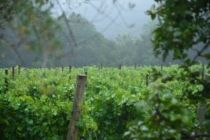 Charmant Vineyards header