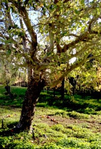 vineyard oak